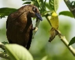 Great-tailed Grackle