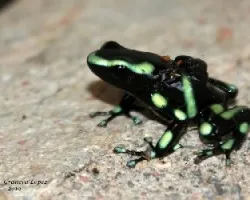 Black and Green Dart Frog