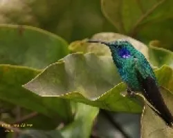 Green Violet-ear Hummingbird