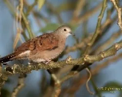 Ruddy Ground-Dove - Hembra