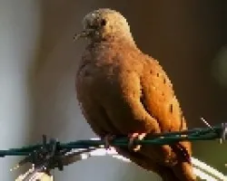 Ruddy Ground-Dove - Macho