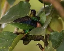 Colibries