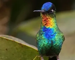Fiery-throated Hummingbird