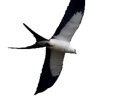 Swallow-tailed Kite