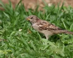 House Sparrow juv 1