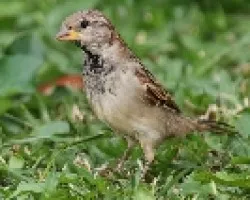 House Sparrow juv 2