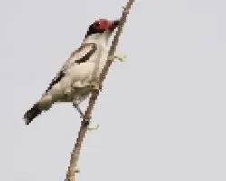 Masked Tityra