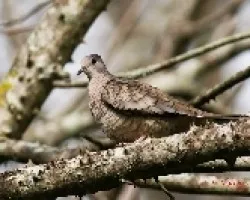 Inca Dove