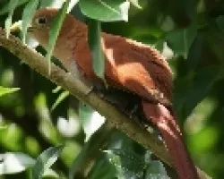 Squirrel Cuckoo