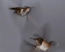 Chispitas en vuelo