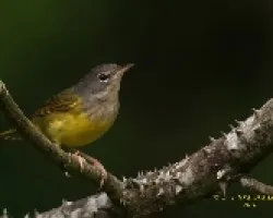 Mourning Warbler