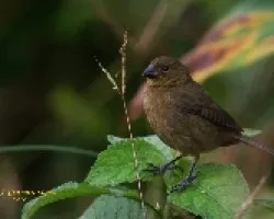 Variable Seedeater