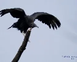 Black Vulture