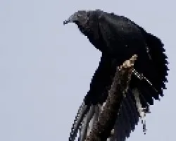 Black Vulture