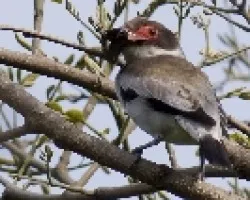 Masked Tityra