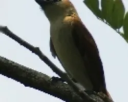 Pachyramphus aglaiae