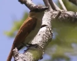 Pachyramphus aglaiae