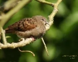 Ruddy Ground-Dove - Female