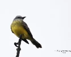 Tropical Kingbird