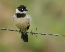 White-collared Seedeater - Male