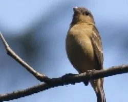 Hembra