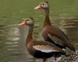 Black-bellied Whistling-duck