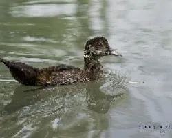 Pato joven