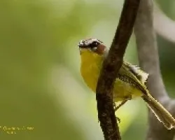 Rufous-capped Warbler