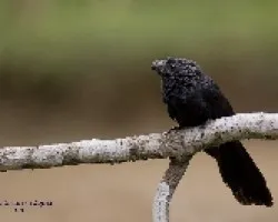Groove-billed Ani