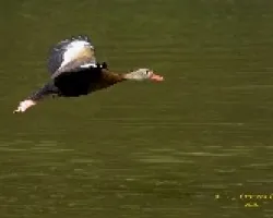 Vuelo 1
