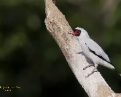 Masked Tityra