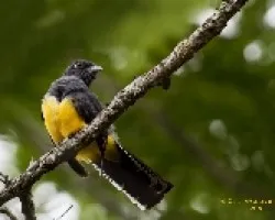 Violaceous Trogon