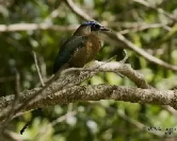 Blue-crowned Motmot