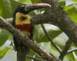 Fiery-billed Aracari