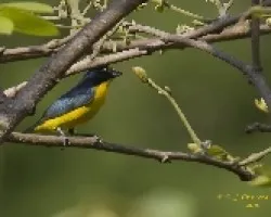 Yellow-throated Euphonia