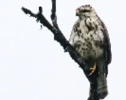 Buteo nitidus