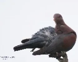 Red-billed Pigeon