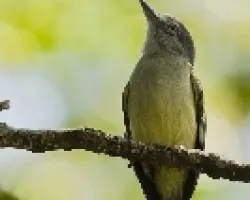 Tolmomyias sulphurescens