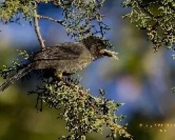 Yellow-thighed Finch