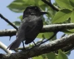 Pachyramphus aglaiae
