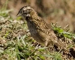 Rufous-collared Sparrow