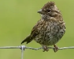 Rufous-collared Sparrow - Baby