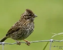 Rufous-collared Sparrow