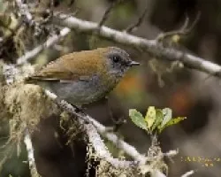 Black-billed Nightingale-Thrush