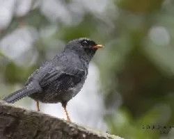 Myadestes melanops