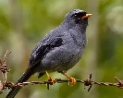 Myadestes melanops