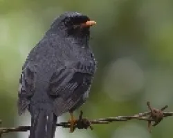 Myadestes melanops