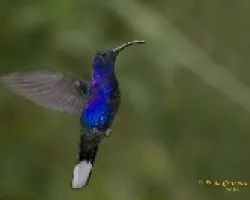 Violet Sabrewing
