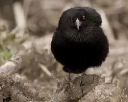 Bronzed Cowbird