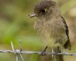 Black-capped Flycatcher